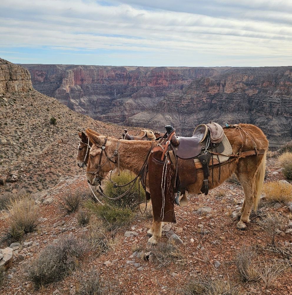 Corriente Connection | Cates Ranch/Hondo Canyon Cattle Company has ...