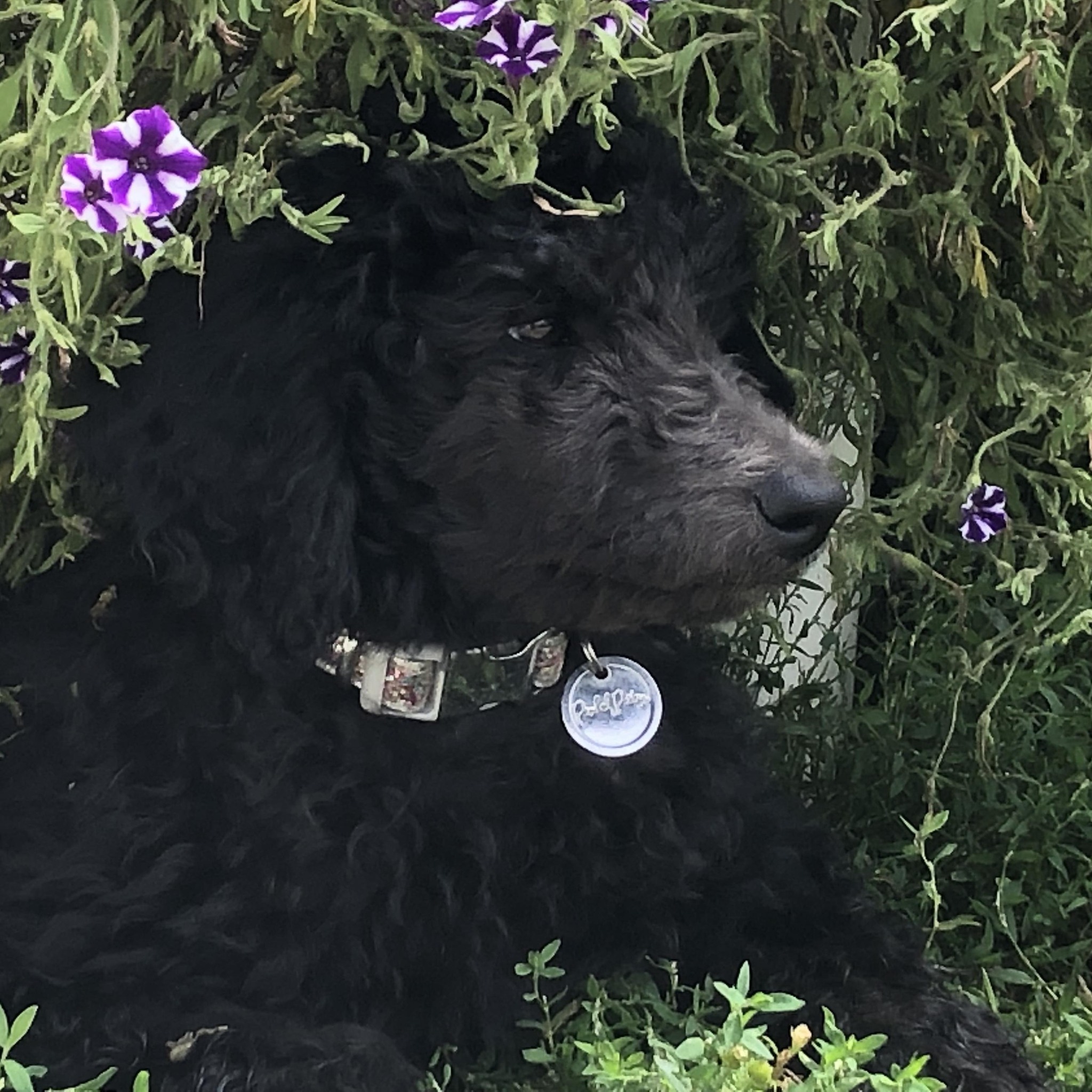 MN and Surrounding Areas Pets | Salol, MN | Facebook