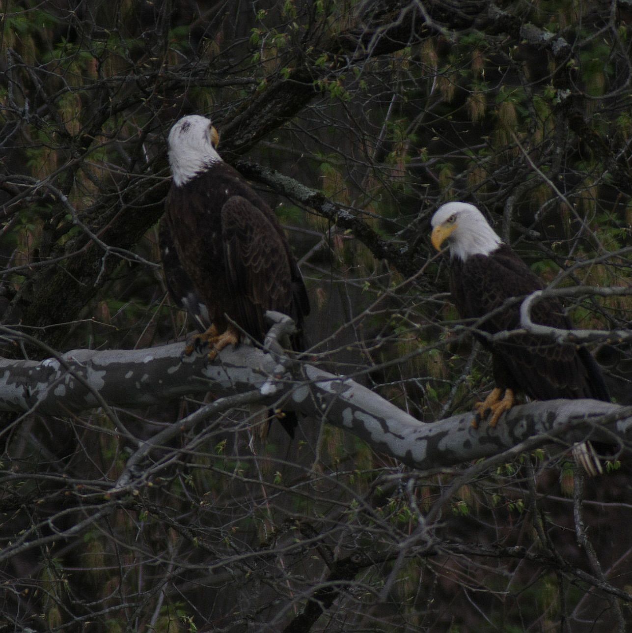 Bald Eagles of Lorain (and northern Ohio) | Redtail hawk hunting in an ...