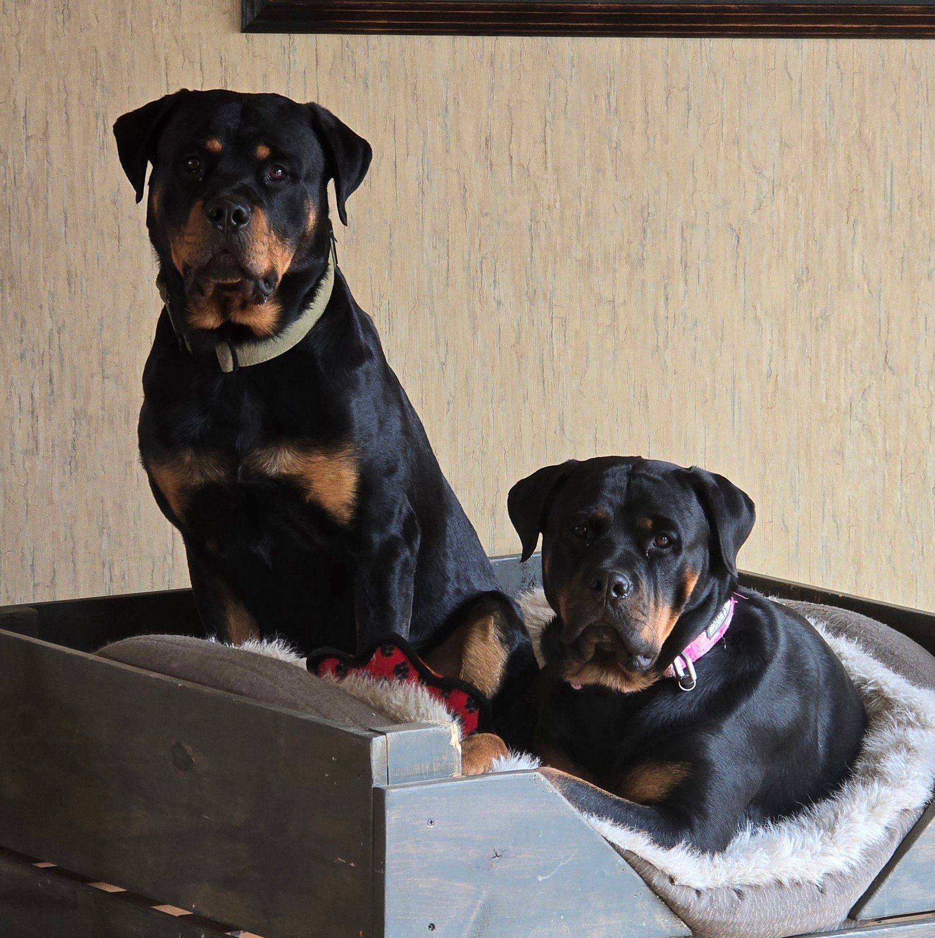 Black Rose Rottweiler | Jerome ID