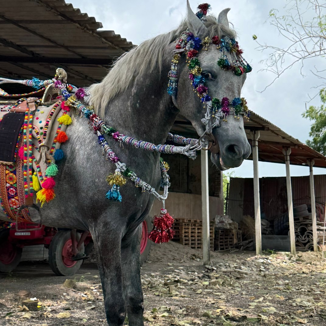 Babar horse &@gulam_rajad_ #horse #babar #newhorse #horselove # ...