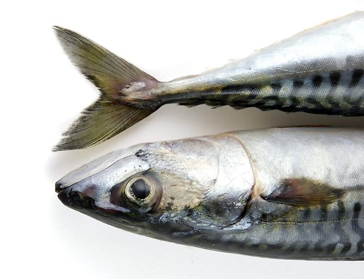 Catfish Vs Cod Nutritional Differences