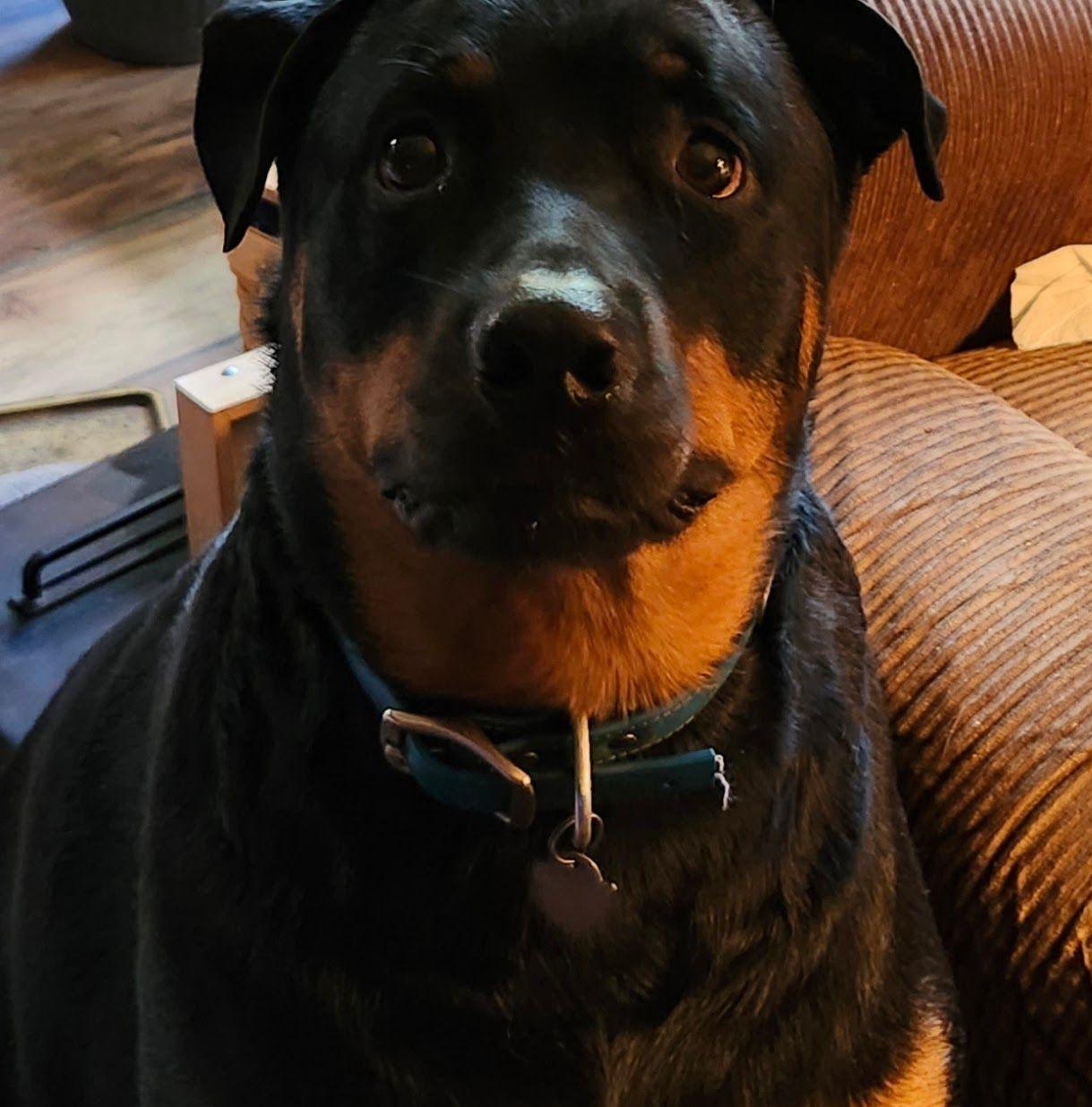 Rottweiler puppies for adoption | Facebook