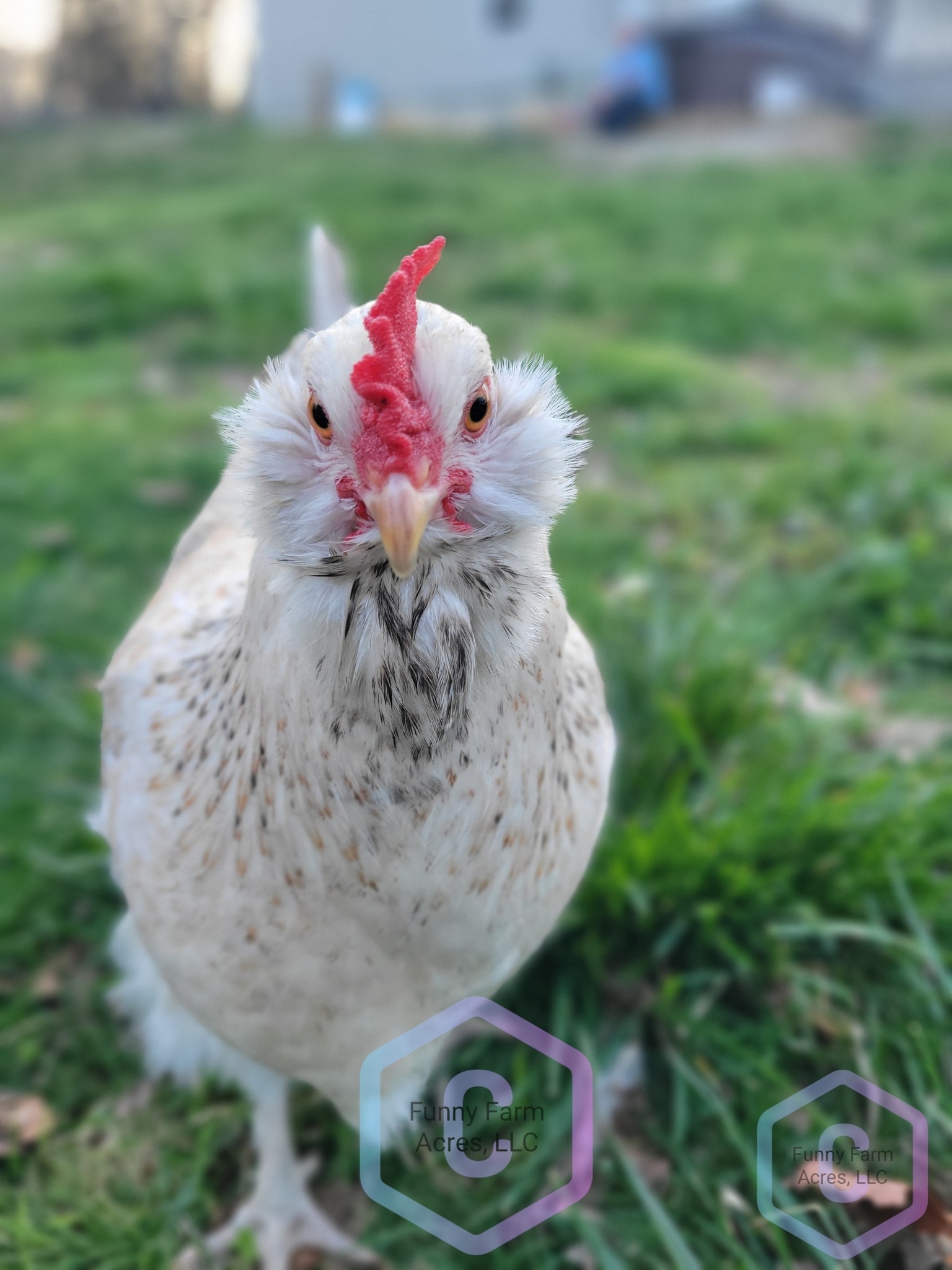 THE MARANS COMMUNITY | Advice on 3 Black Copper Marans that are 10 ...