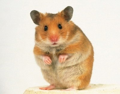 Gerbils UK | My Gerbils have their own room, I close the door and let ...