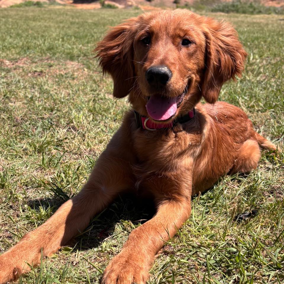 Roux the golden girl | Russellville AR