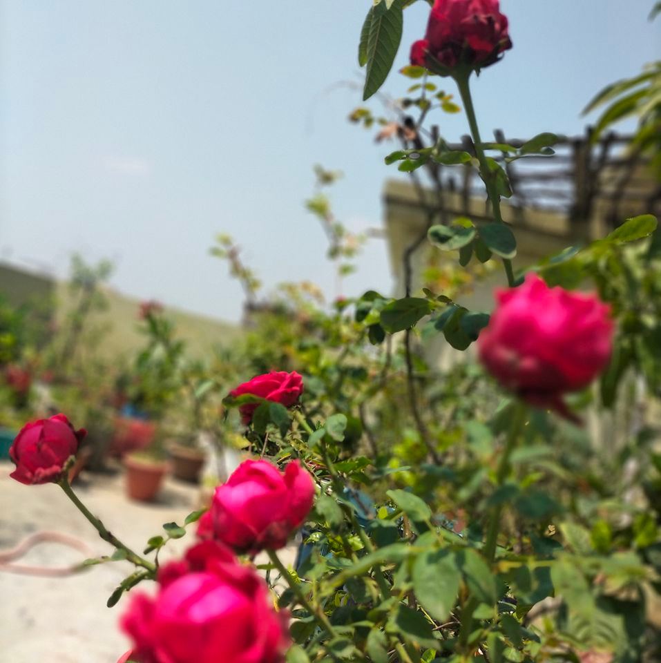 MD Rakib