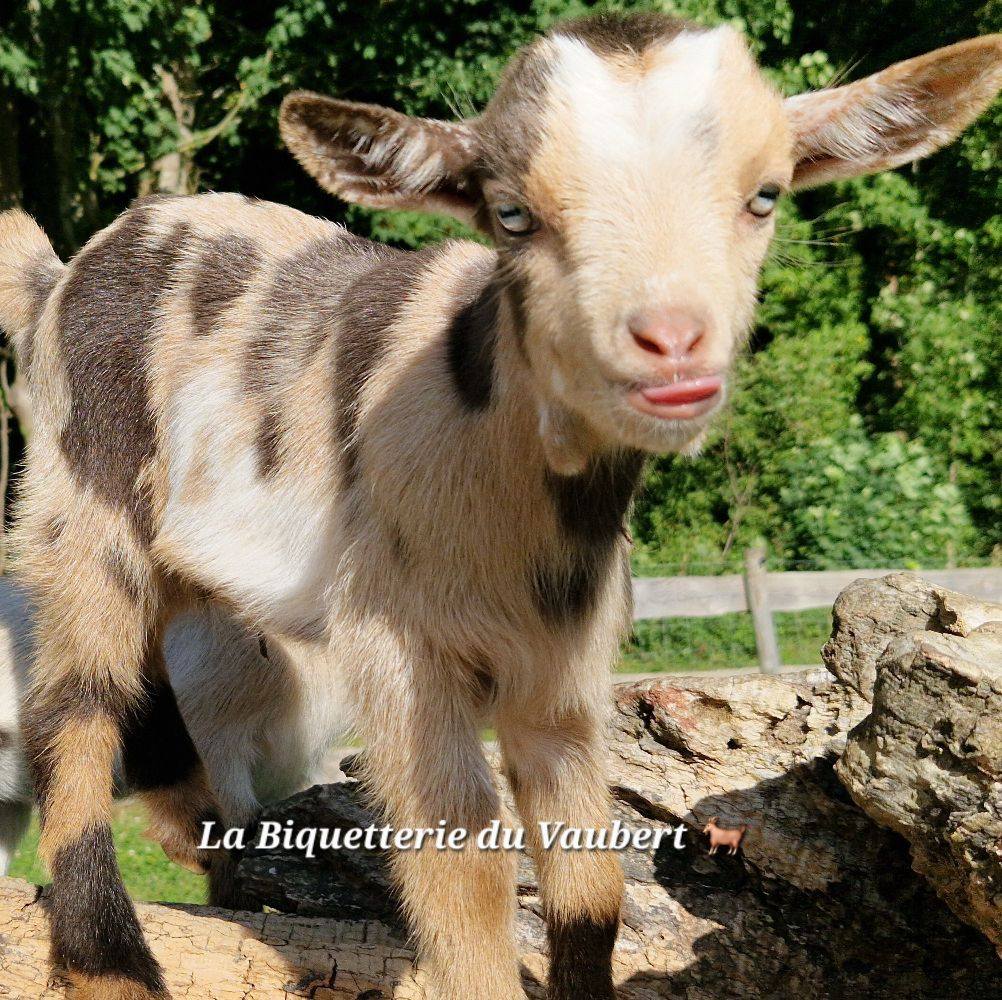 Comment ne pas craquer pour cette petite Merveille ??? 😍🥰 Les ...