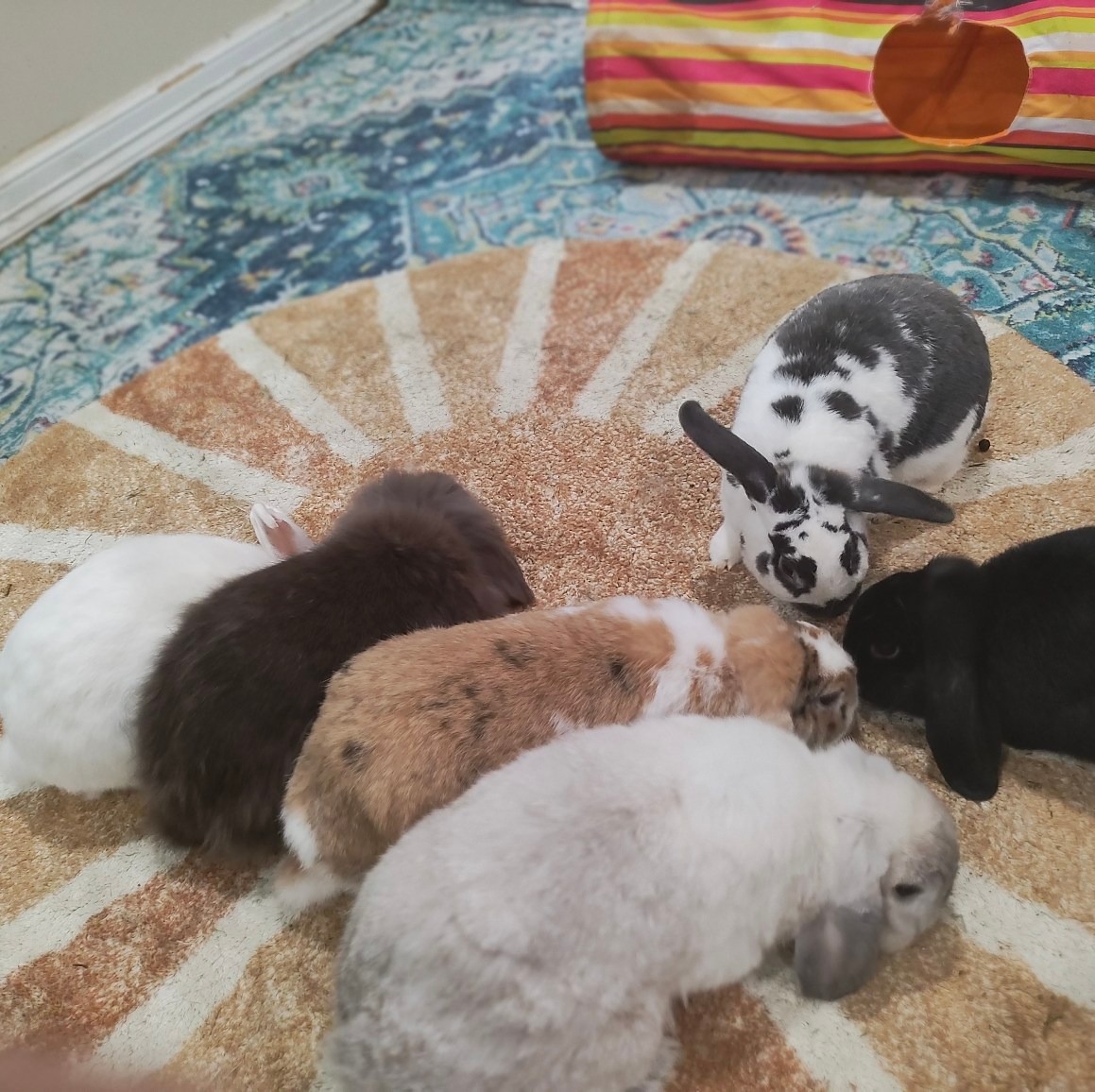 Mayday House Rabbit Services | League City TX