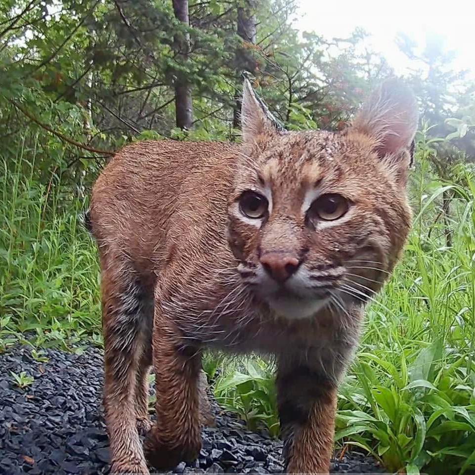 Nova Scotia Animal Tracking Guide