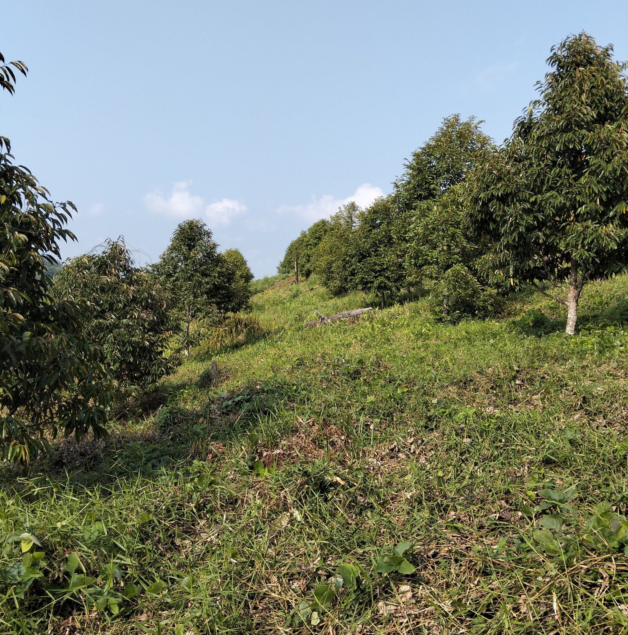 Basir Pertanian