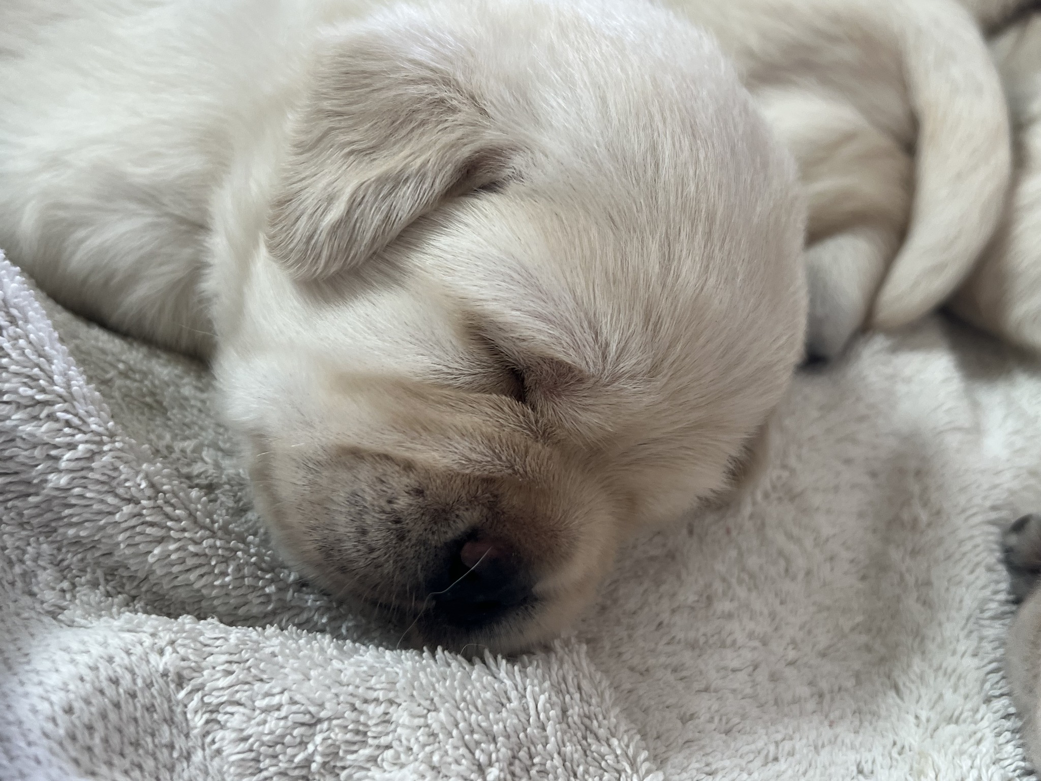 Kennett Square English Labrador Retrievers | Kennett Square PA