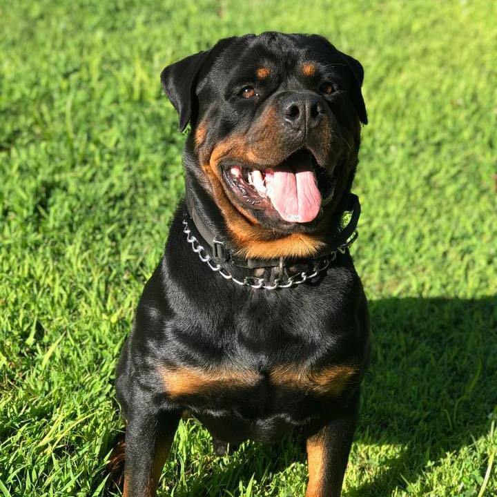 Von Moser Rottweilers | Harrison ME