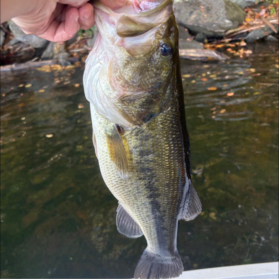Connecticut - TROUT STOCKING UPDATE: 3.11.2026 No looking back now! We ...