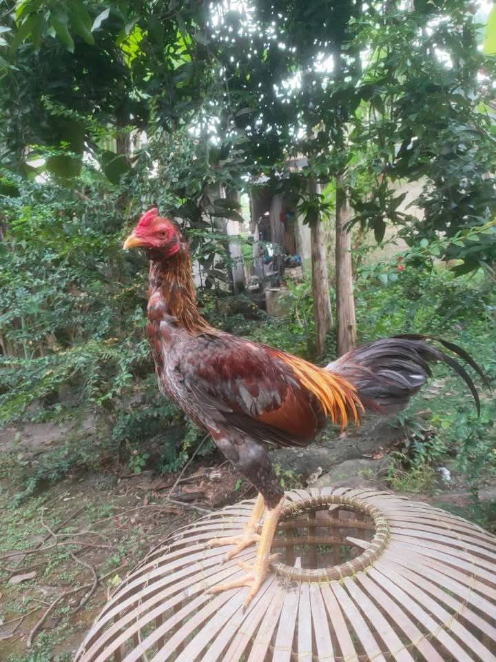Jual beli ayam rajeg,pasar kemis sepatan pakuhaji dan sekitar nya | Due ...