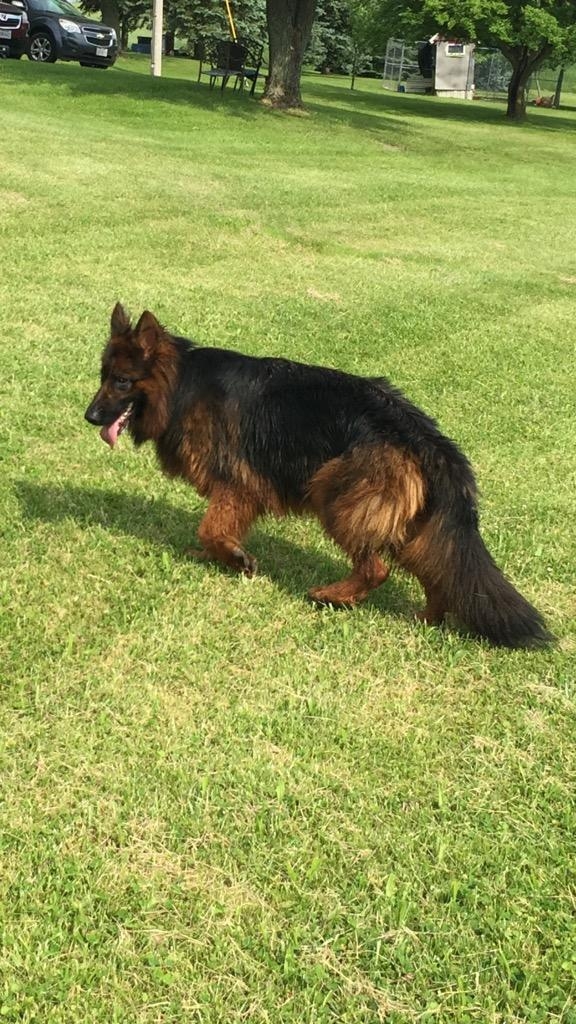 Aggressive Dogs Training and Advice | Hello, I am reaching out for some ...