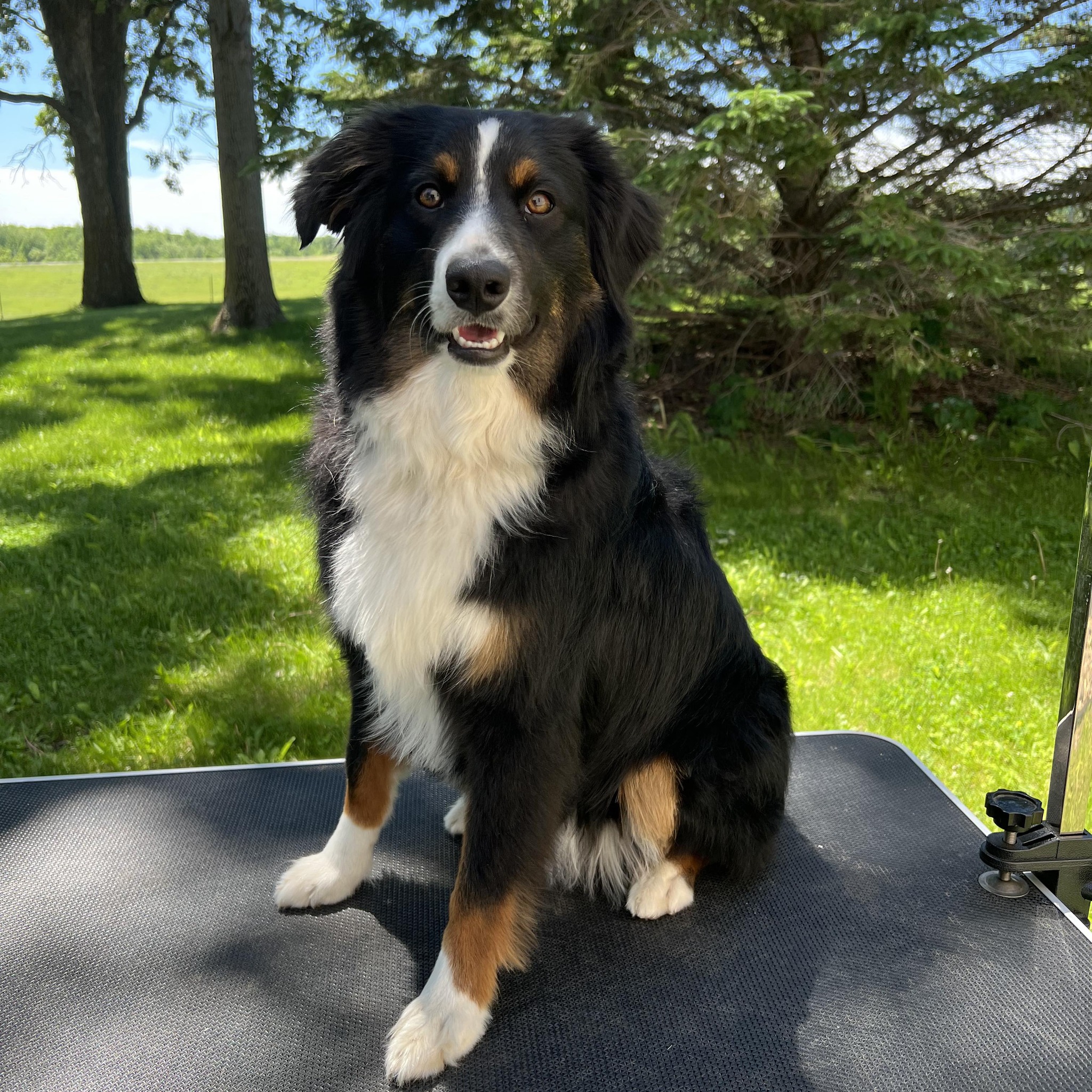 Wild Roots Dog Grooming | Hawick MN