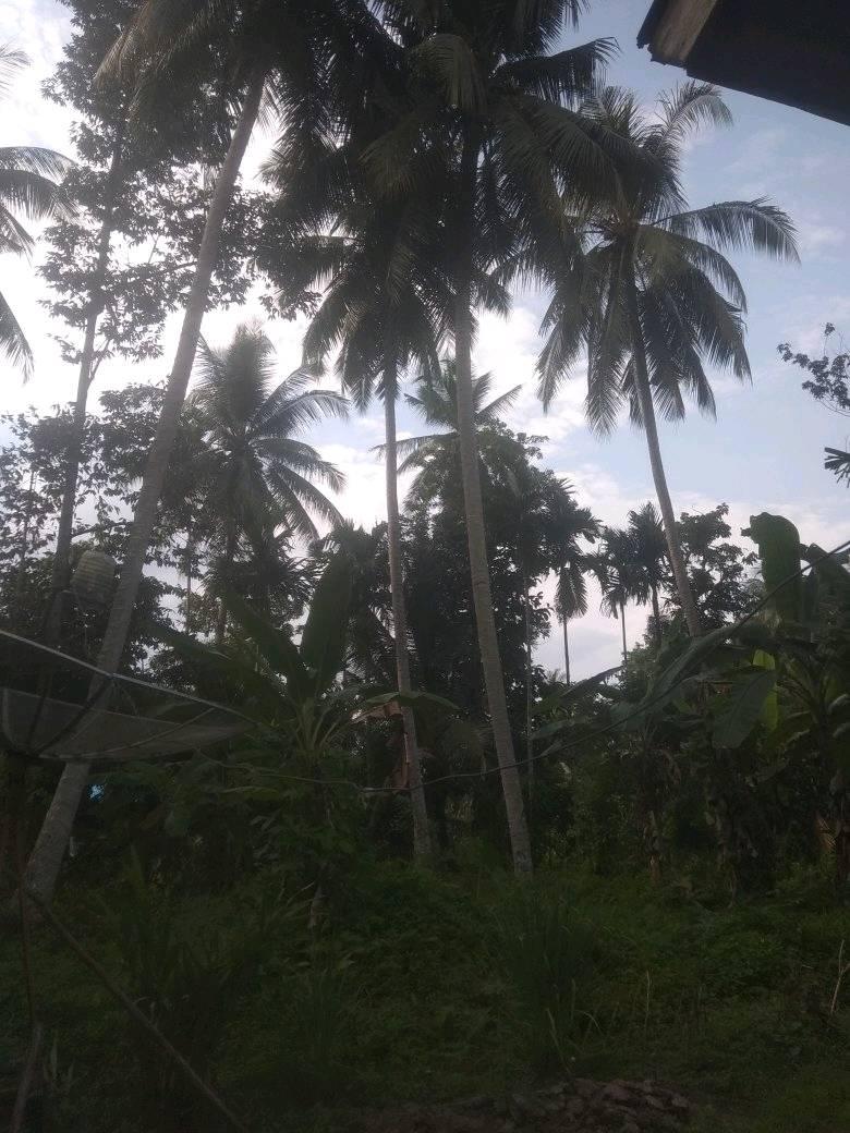 met-pagi-teteh