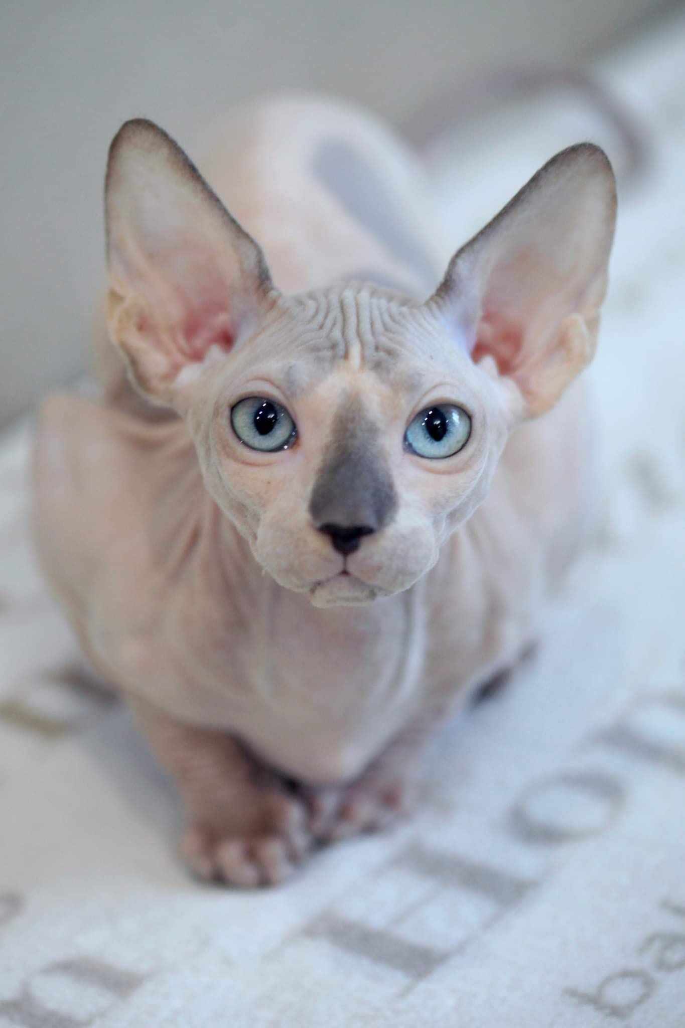 The Madd Catter Sphynx Cattery