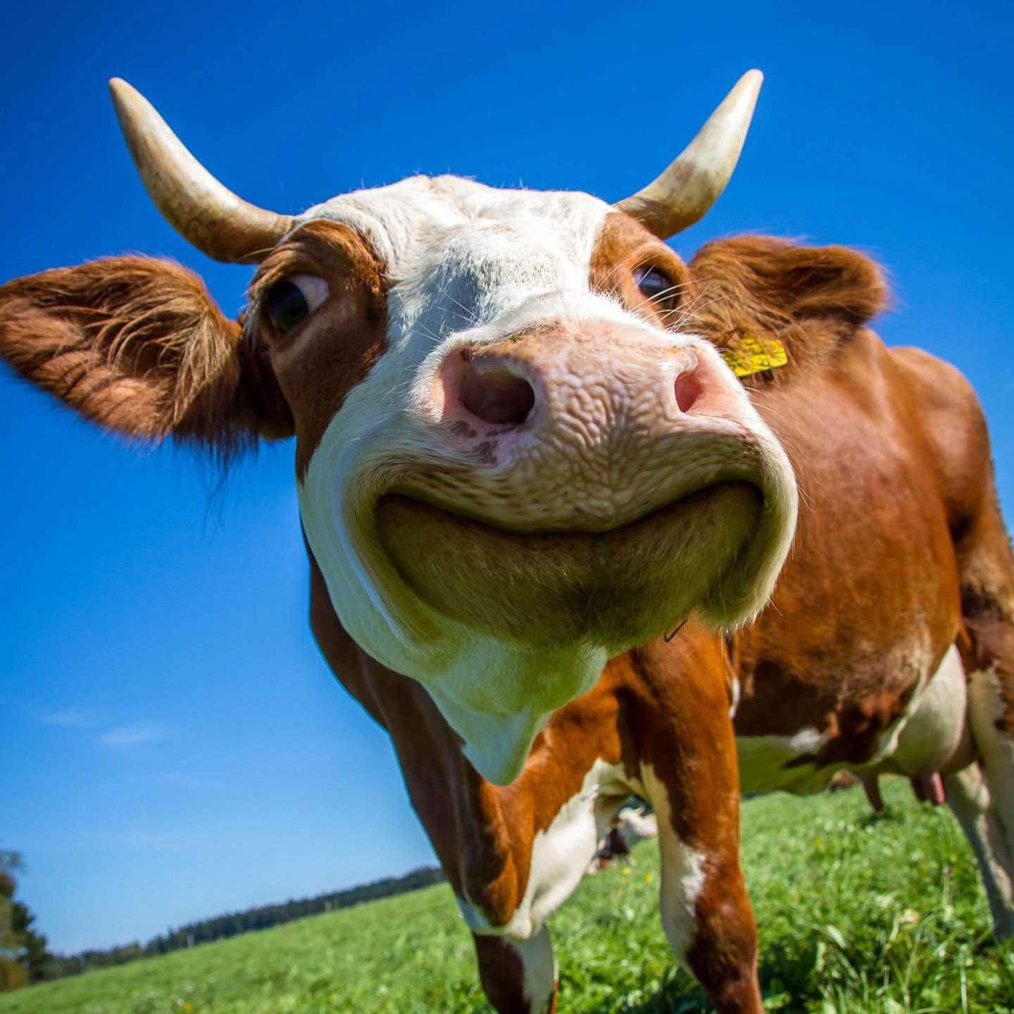 The Dun Cow Bournmoor | Durham