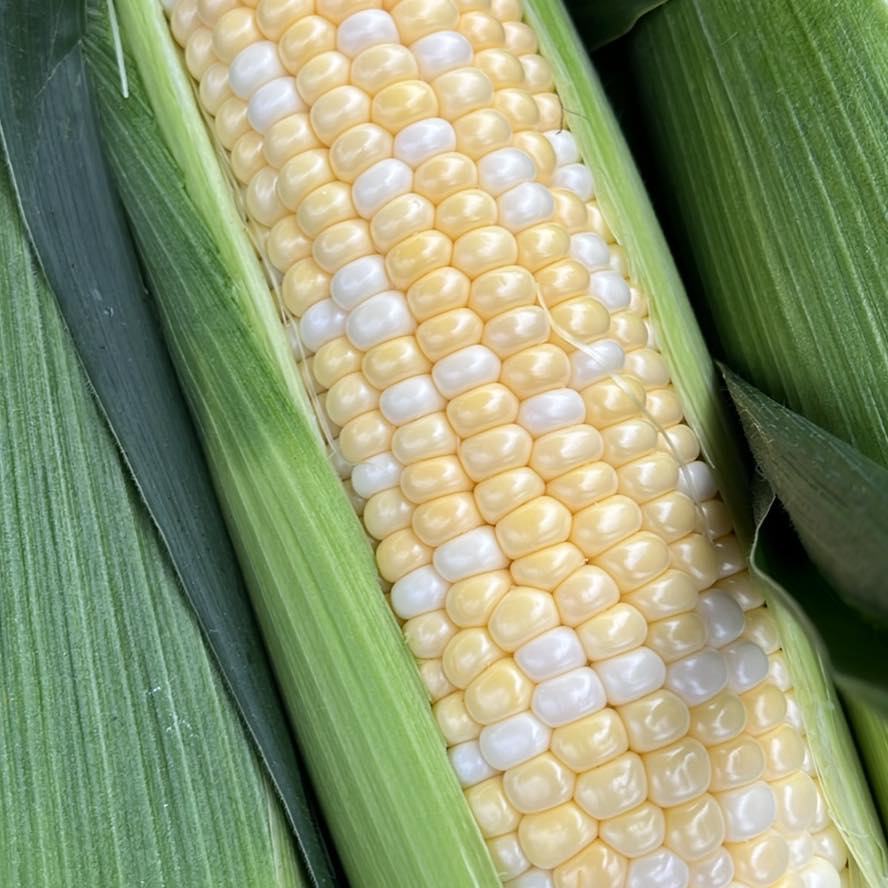 Wallen Sweet Corn | Union City MI