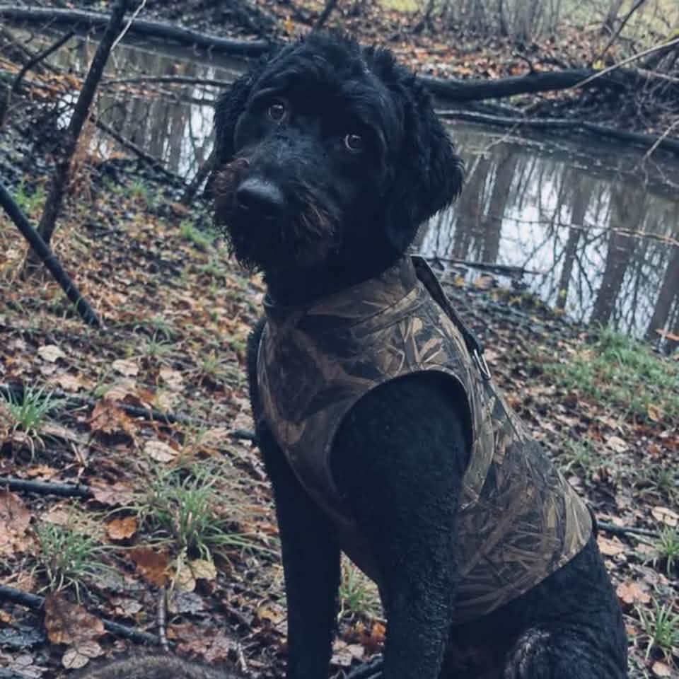 Labradoodle Owners | I had a quick question I know doodles have stomach ...