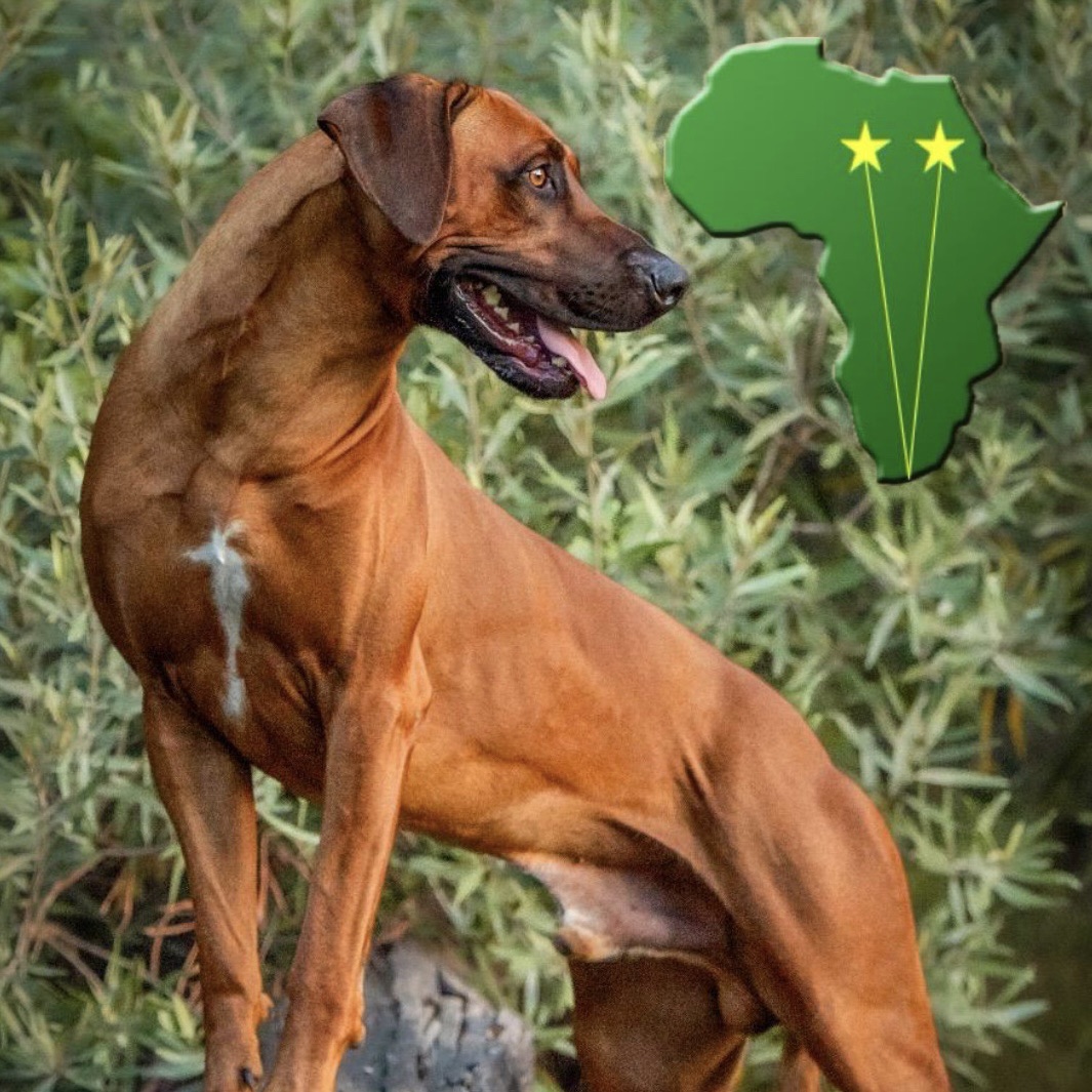 Yakasimba Rhodesian Ridgeback | Port Elizabeth