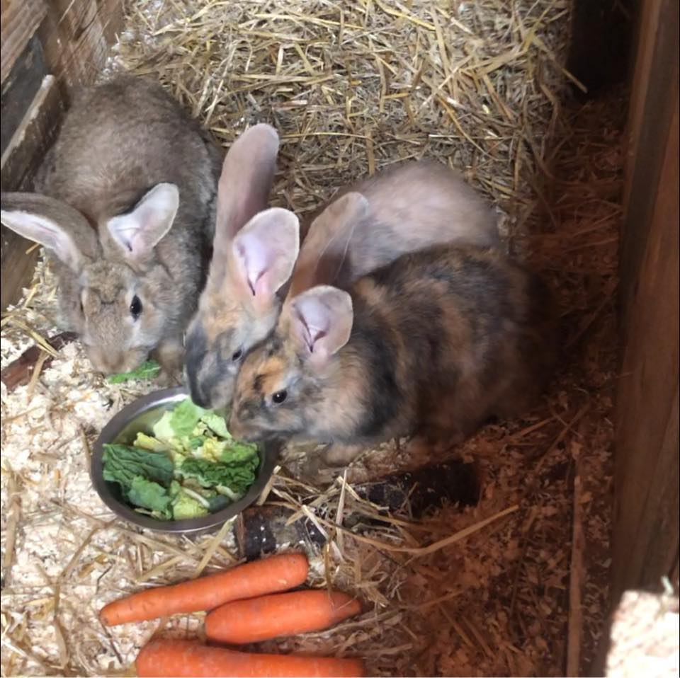 Continental giant rabbits Yorkshire | Knottingley