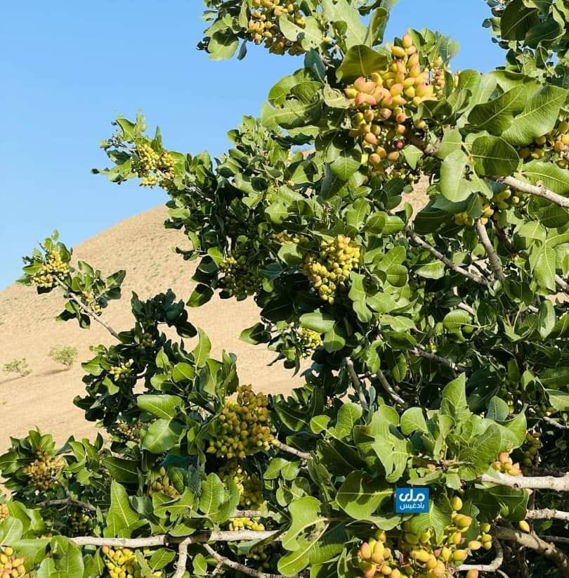 انجمن صنایع دستی،اجتماعی فرهنگی و زراعتی جبرئیل و باباجی