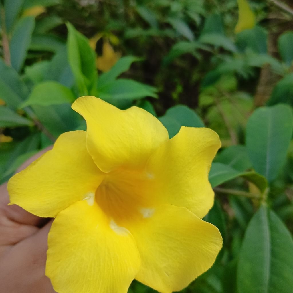 rohima khatun