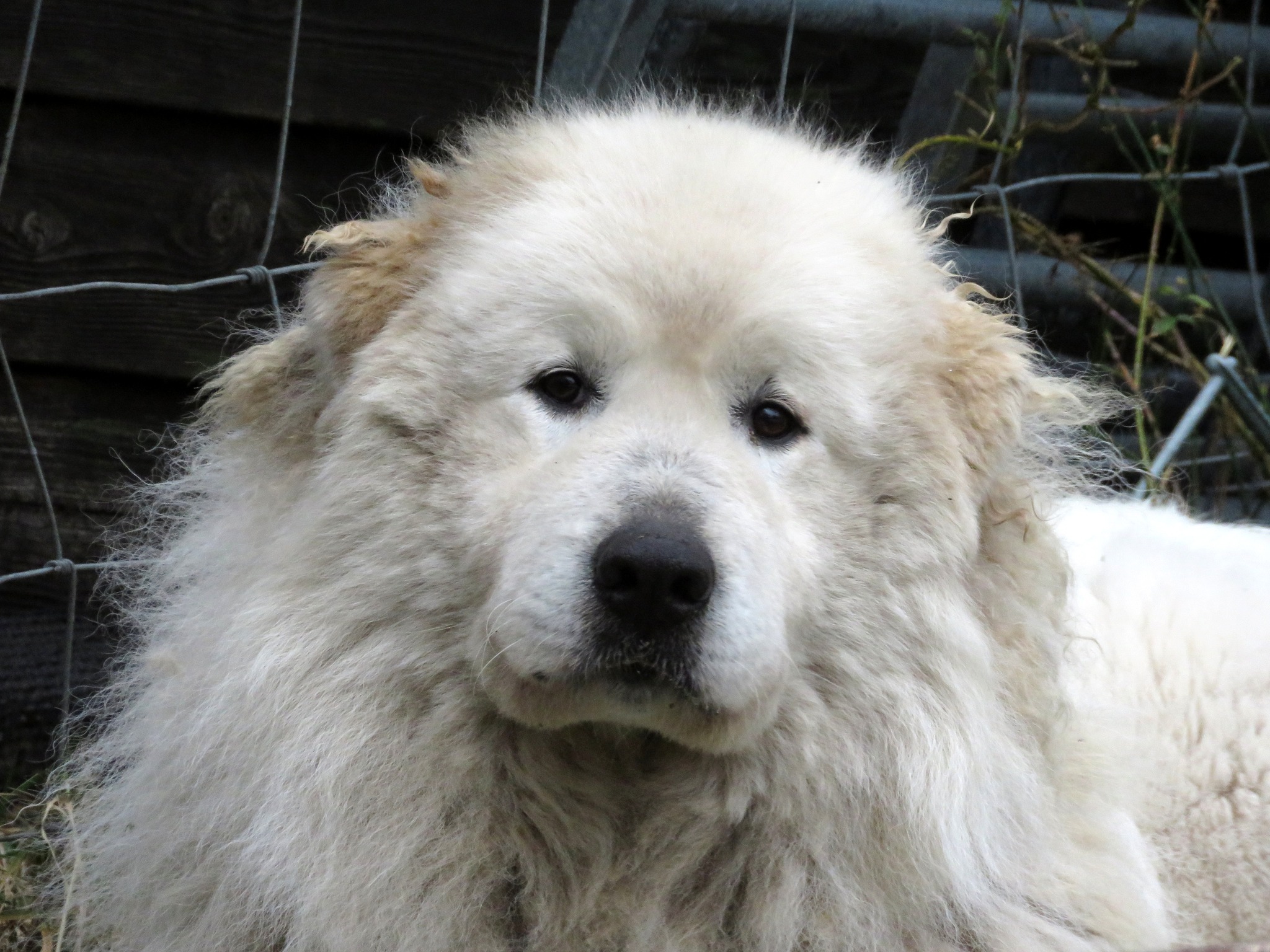 World Trial Sheepdog 2026