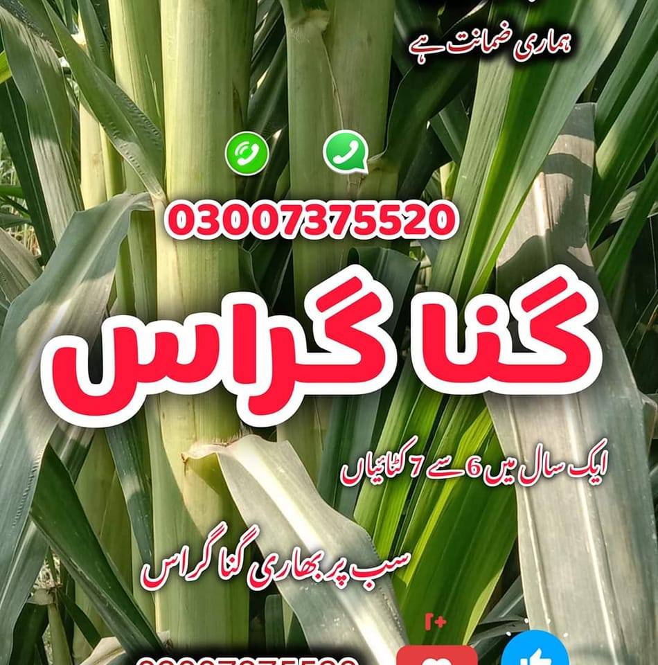گنا گراس بلٹ فور جی گراس جوار گراس ریڈ نیپیر گراس مکئی گراس 03007375520