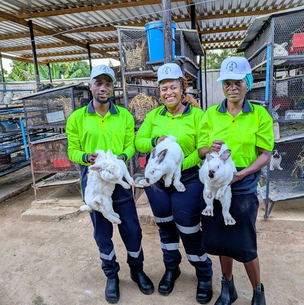 #Zimbabwe#commercialrabbitry #rabbitry #rabbits | Bvunza Rabbittry Zim ...