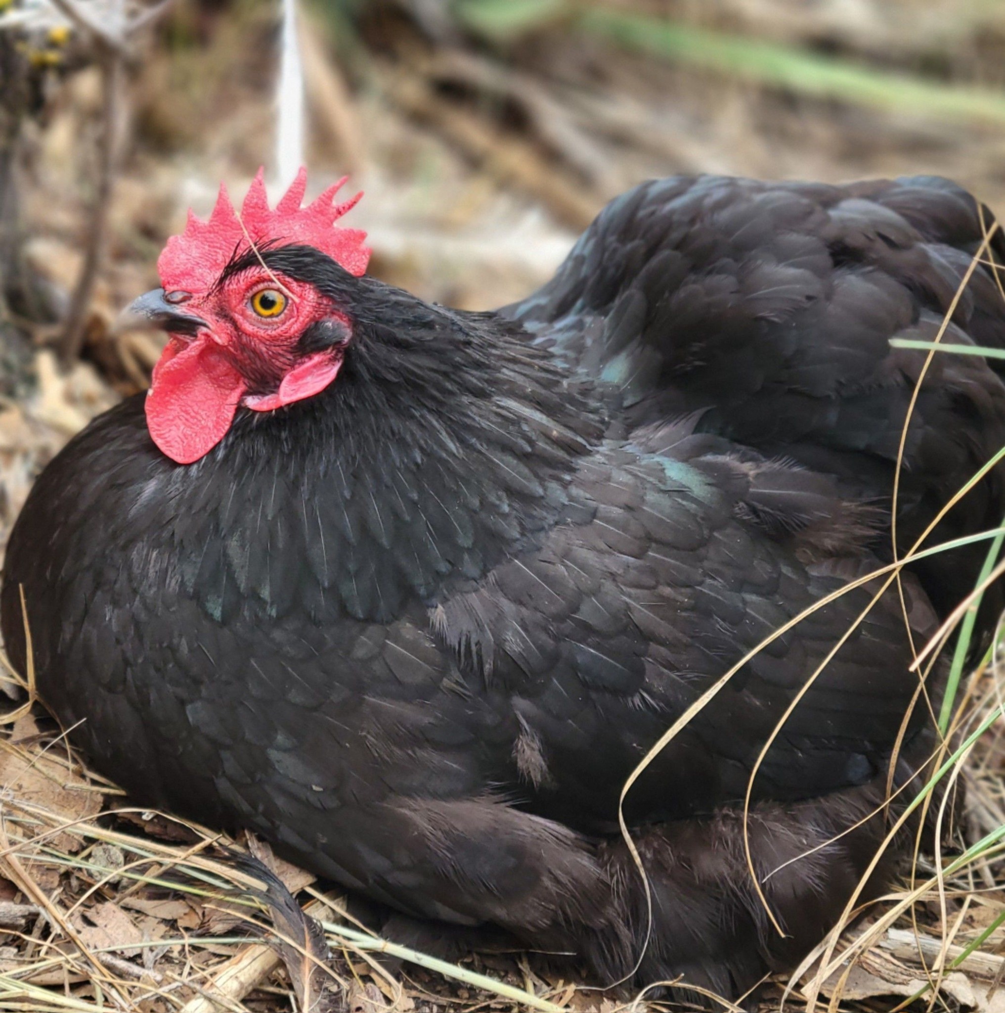 Cochin bantam breeders | Hard to believe this is the same girl | Facebook
