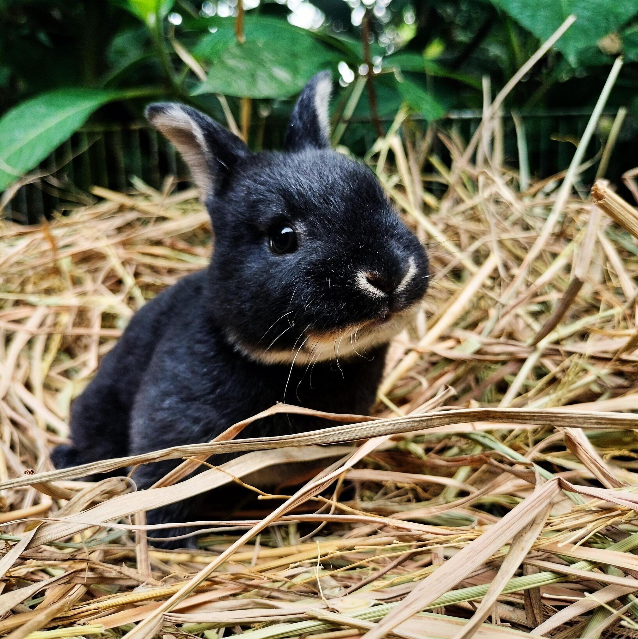 The mission to find wild rabbits begins! 🔥🐇 #kelinci #rabbit #pet # ...