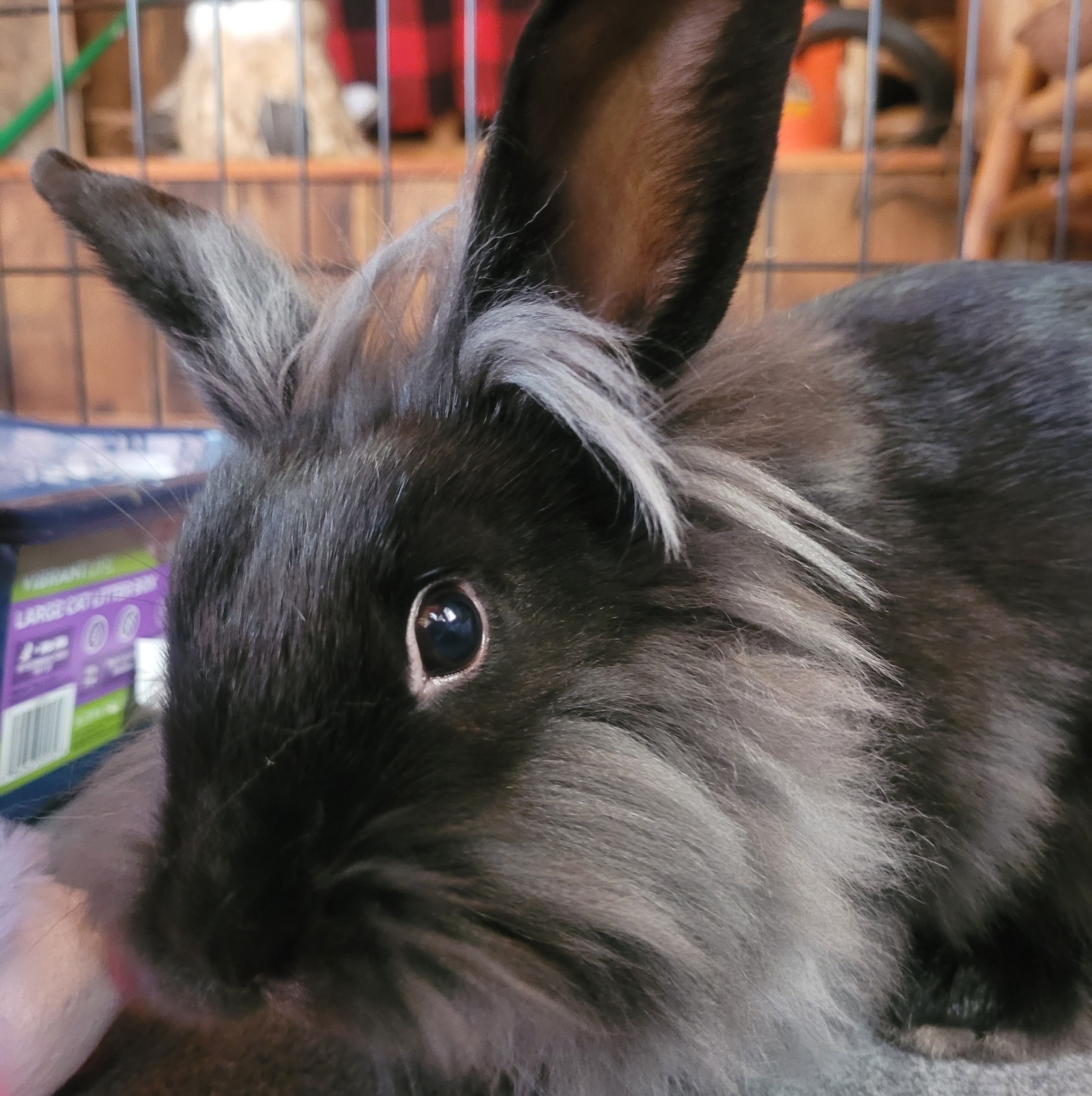 How is my bunny’s enclosure? | Facebook