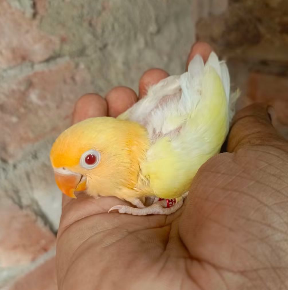 Romjan Bird Aviary