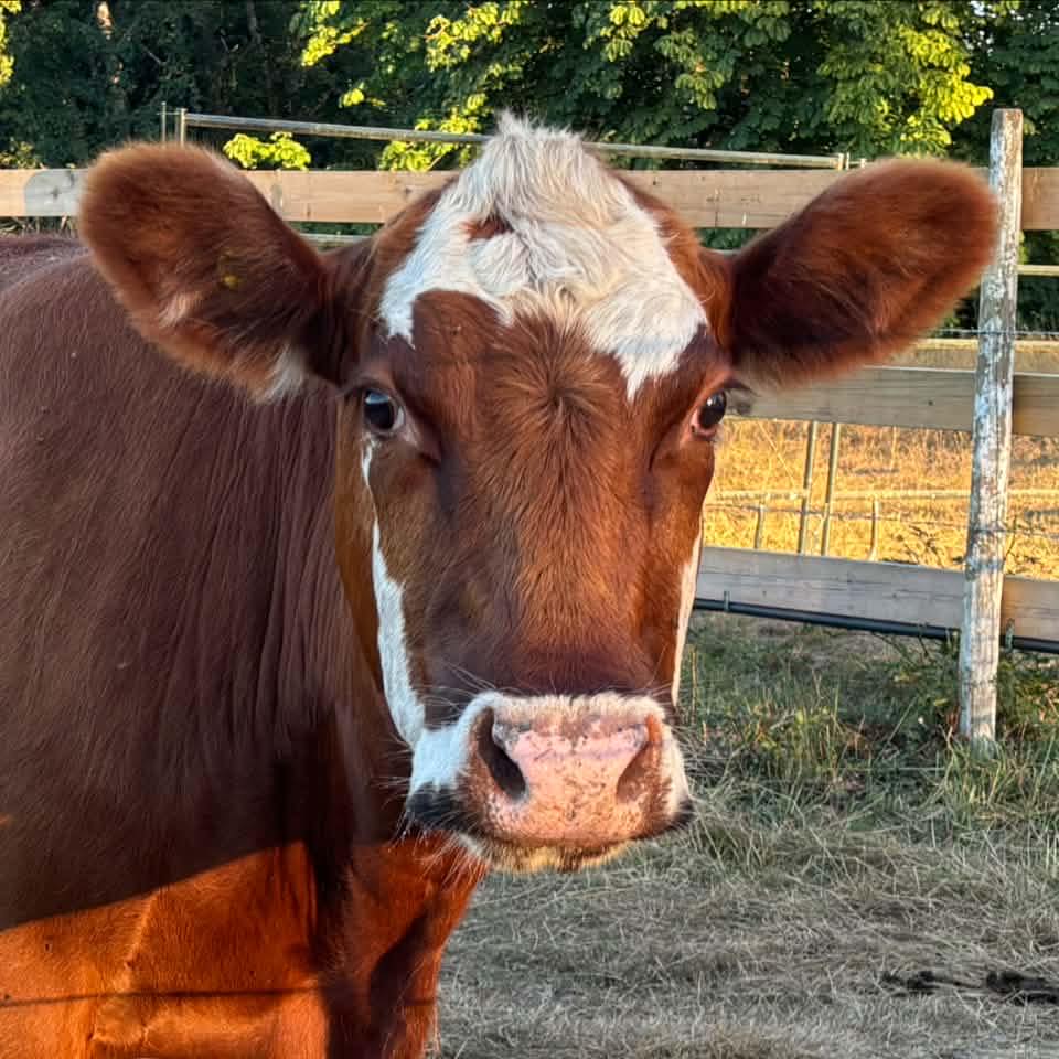 Farm Animals Buy/sell Fraser Valley | *Sale pending | Facebook