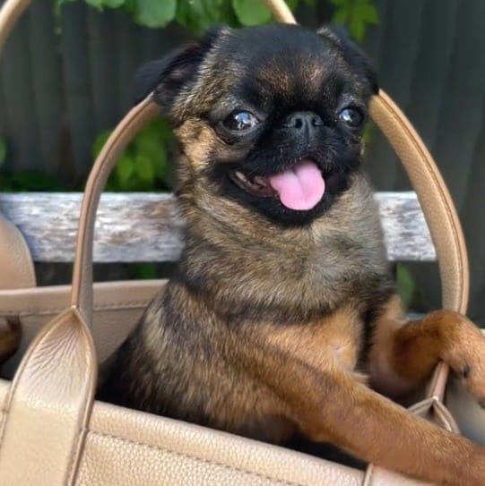 Replying to Not an ethical breed at all | Edna The Runt Dog | Facebook