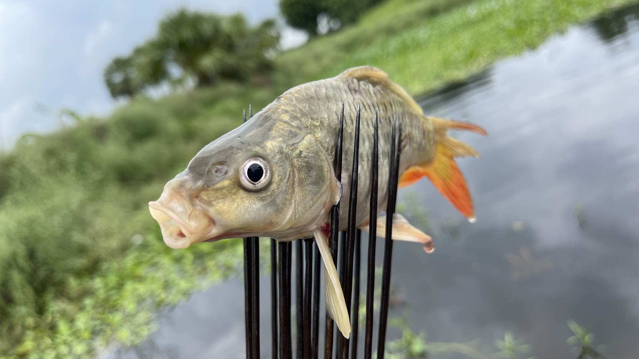 Fishing With Rafi