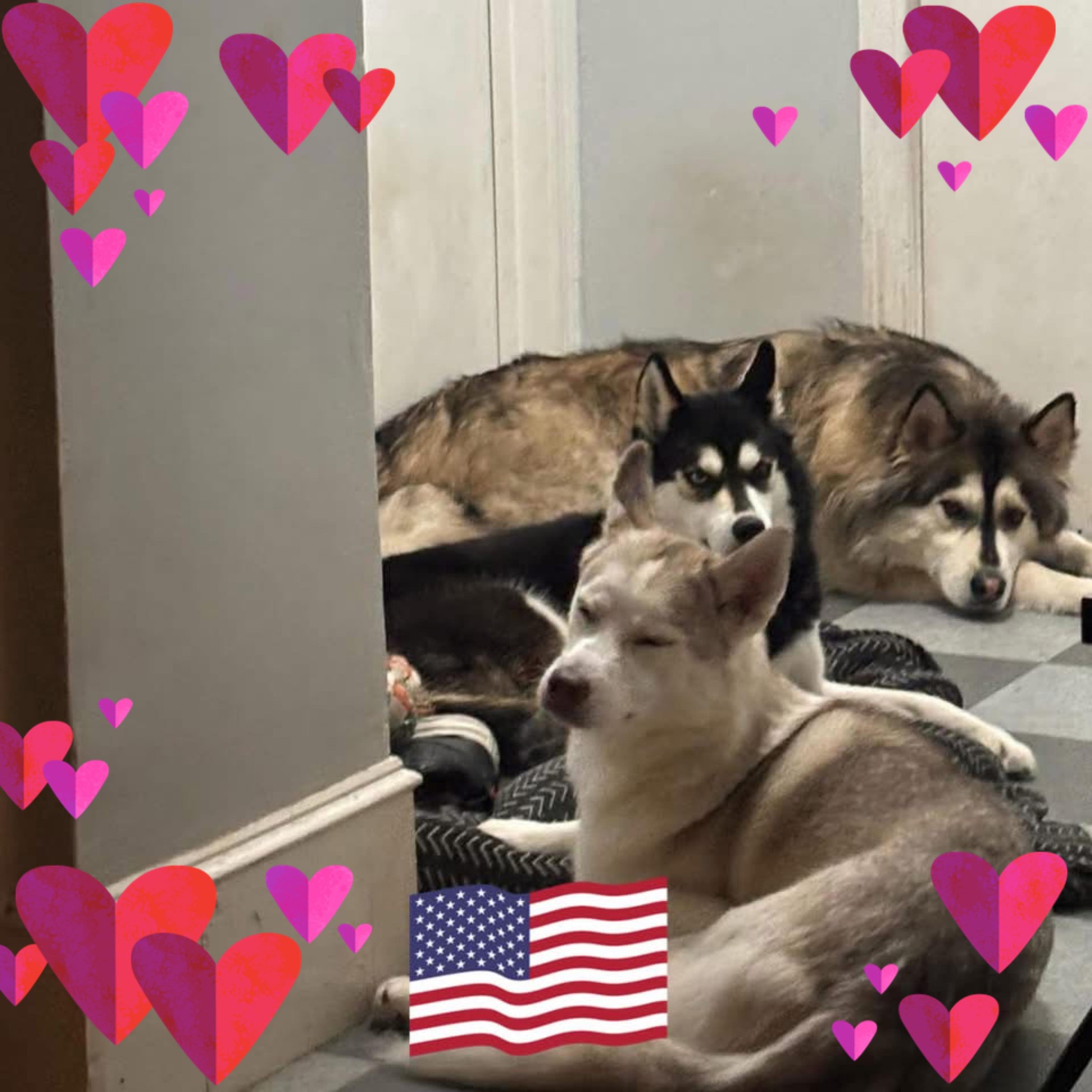 Husky Rescue And Adoption | What nickname do you call your Husky | Facebook