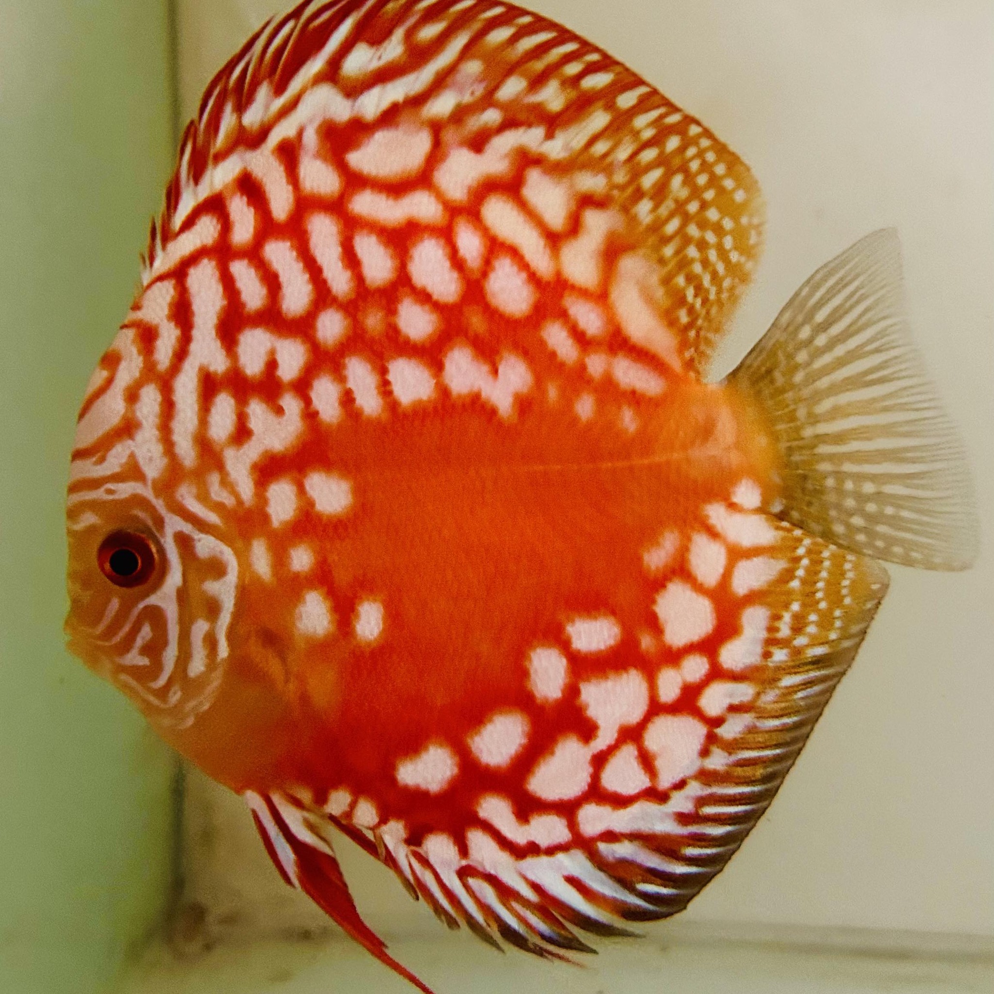 Fabrice Discus Fish | Ho Chi Minh City