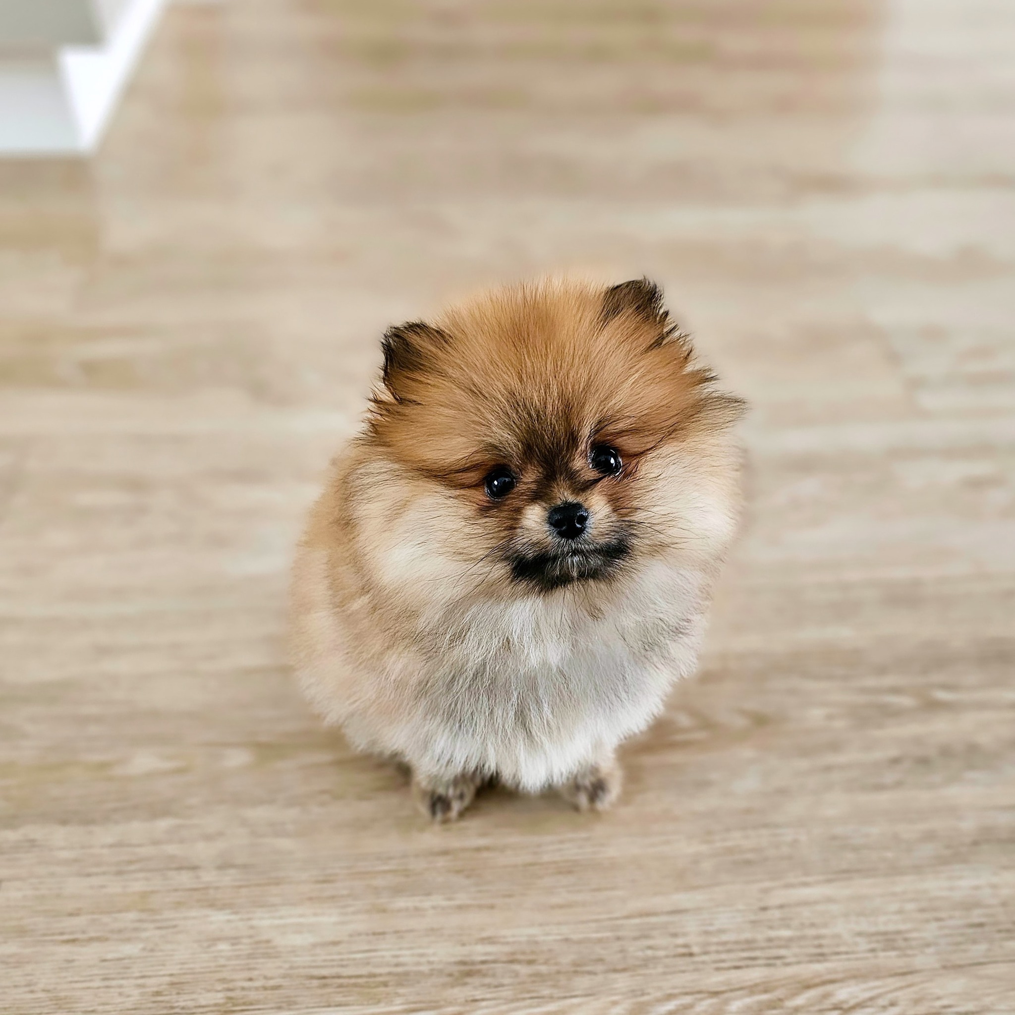 #pomeranian #pomeranianworld #pomeranianlife #dogs # ...