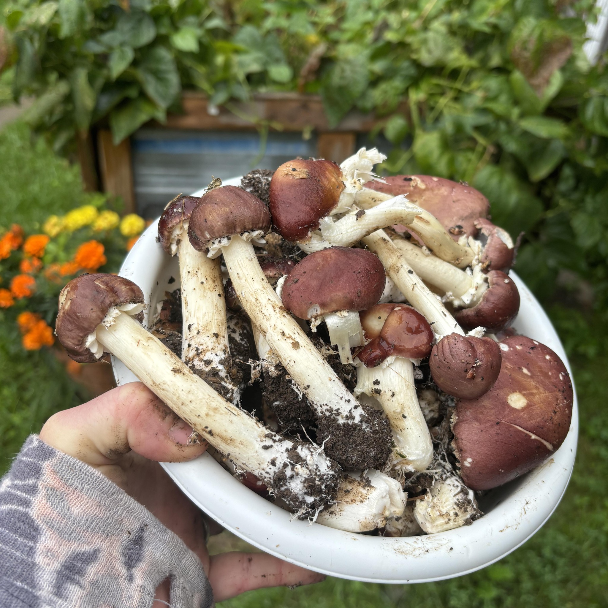 Tanning Rabbit Pelts | When preparing rabbit to cook, it's easy to ...