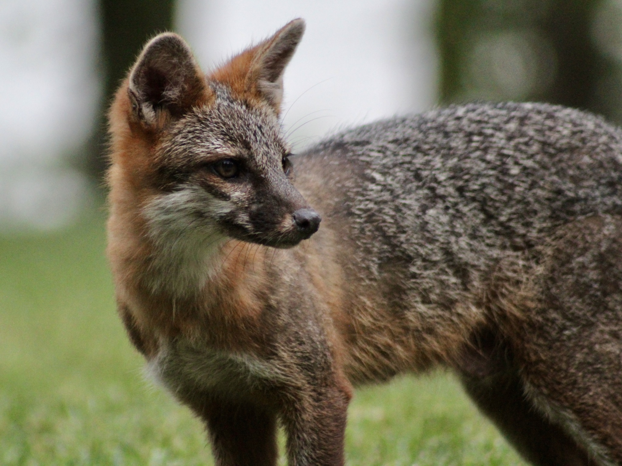 Virginia Gray Fox Project