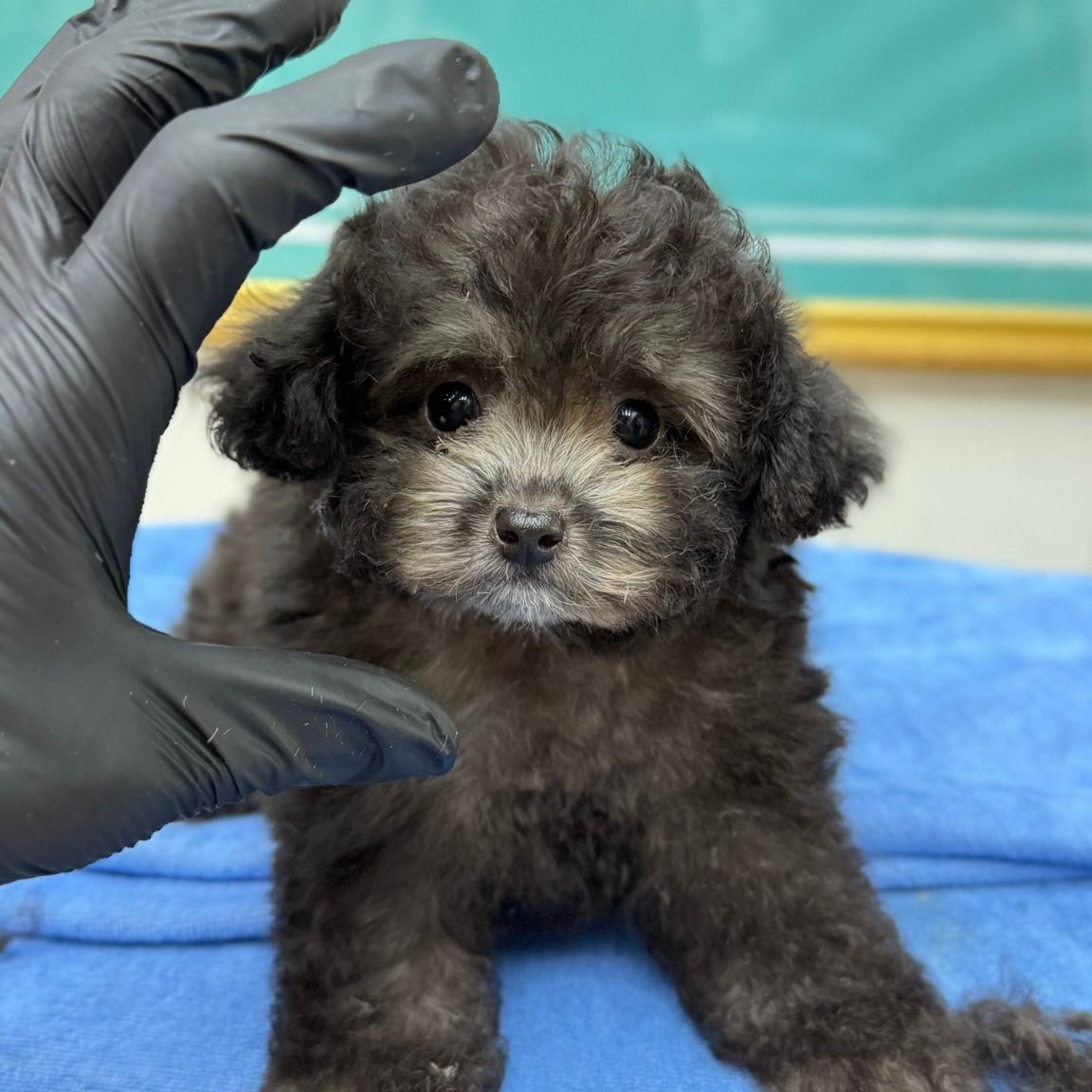 迷你狗犬舍～各種品種犬（大、中、小型犬）幼犬、成犬、退役犬 的分享 / 交流 。。。。。 & 各類狗狗 送養~領養~認養〈 非免費 領養幼犬的 ...