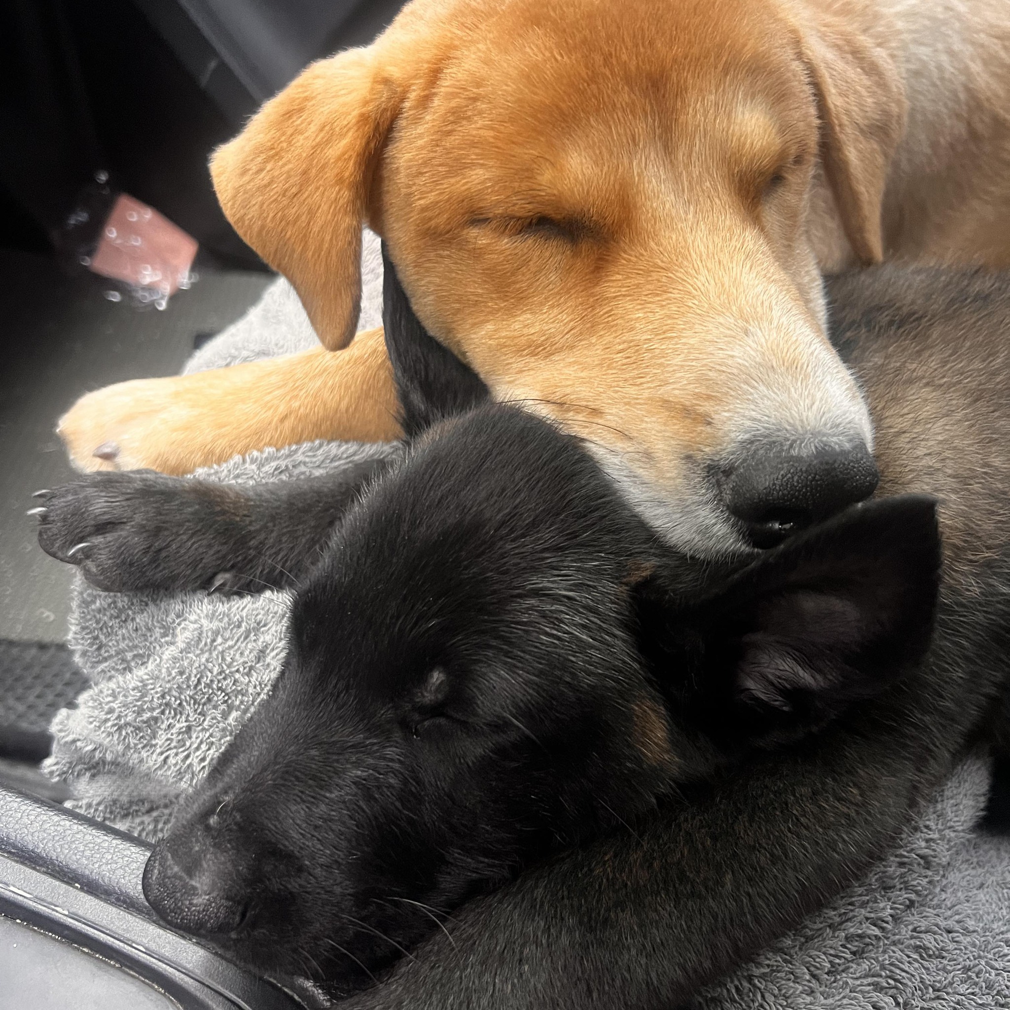 Modjo & Vader | Rosario
