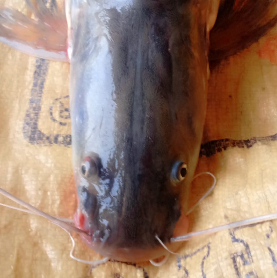 Fish Trap Mirani