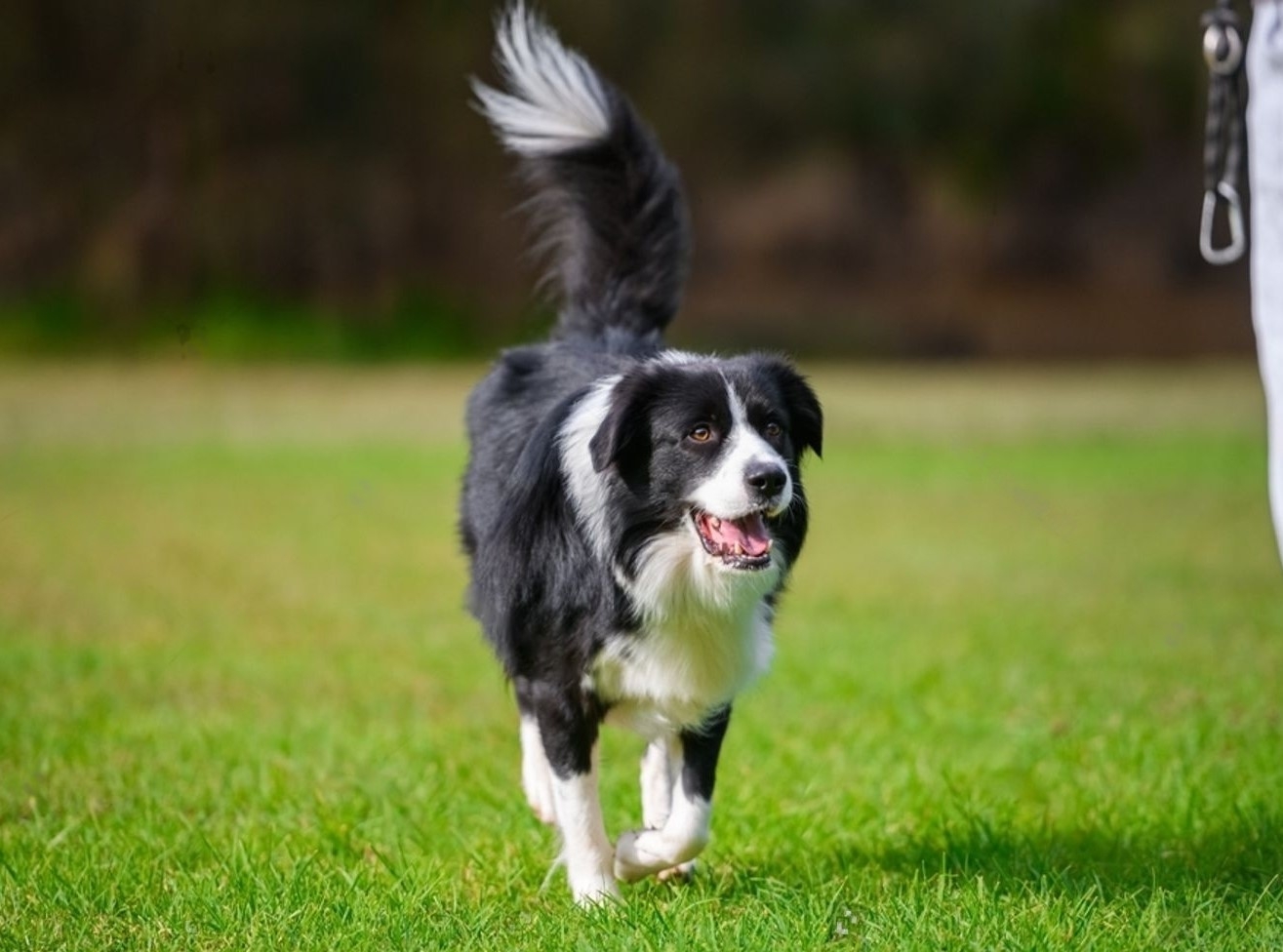 look-what-i-found-today-i-just-bordercollie-lovers-facebook