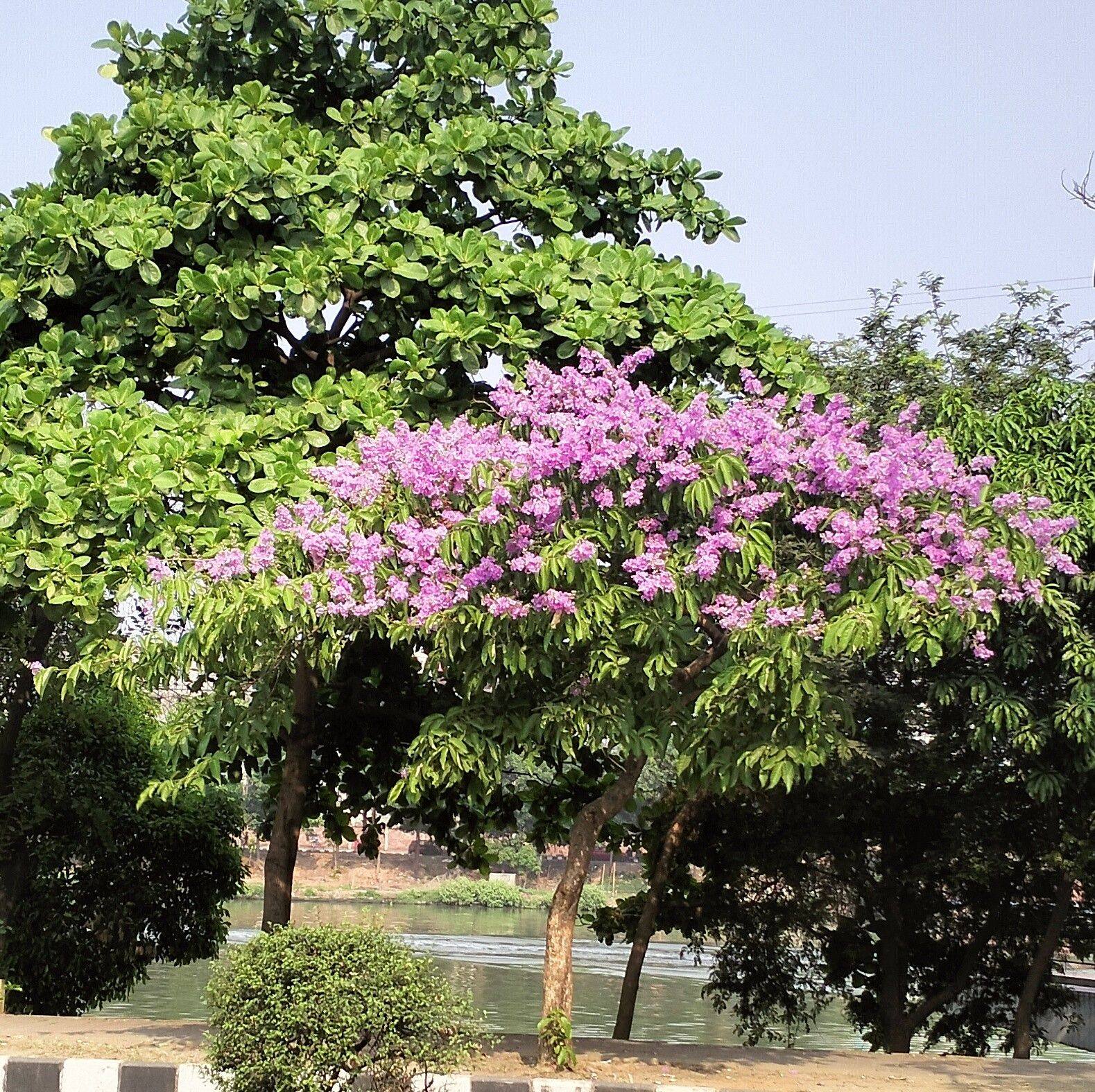 Radiant collection | Dhaka